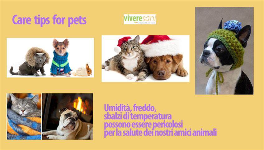 Il freddo si fa sentire anche per gli amici a quattro zampe Il freddo si fa sentire anche per gli amici a quattro zampe